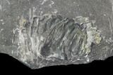 Unprepared Drotops Trilobite - About Long #106861-6